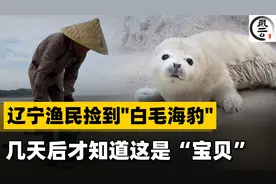 2009年，辽宁渔民捡到白毛海豹，专家一看：这哪是海豹？这是宝贝