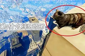 猫为什么摔不死？难道真有九条命吗？镜头放慢10倍记录全过程视频封面