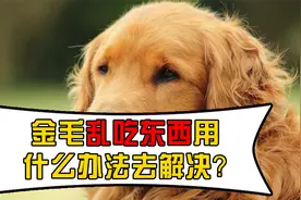 金毛乱吃东西用什么办法去解决？