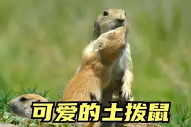 这些小土拨鼠也太可爱了视频封面