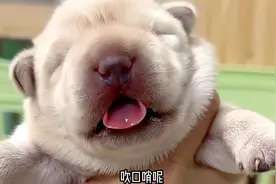 出生7天的小拉布拉多，可爱到爆，看一眼都萌化了！视频封面