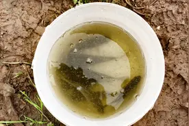 重庆璧山探钓 新发现 免费水库鲫鱼狂拉 点击观看野钓路书视频封面