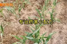玉米发生药害，用这个小配方喷2遍，几天就可恢复生长