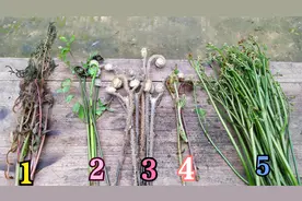 湖南农村5种野生蕨菜大聚集，哪种能吃哪种不能吃？你喜欢吃哪种