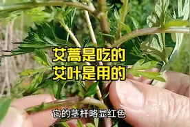 怎样区分艾蒿和艾叶？哪个可以吃，哪个不能吃？视频封面