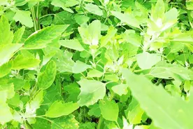 灰菜富含诸多营养元素，当属“纯天然保健品”，男女老少皆适宜