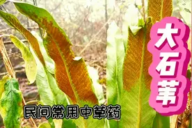 大石苇，又叫化石草，生于石山，全草可入药，孢子繁殖！视频封面