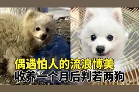 遛狗偶遇怕人的流浪博美犬，收养一个月后大变样，这也太好看了吧视频封面