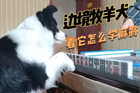 狗狗边牧的智商有多高，看我教会它怎么打麻将视频封面