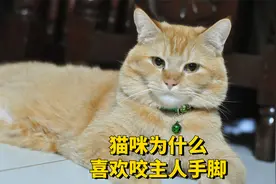猫咪为什么喜欢咬主人手脚？真相来了