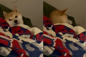 狗狗躺被窝被女主人厉声训斥，叹口气后面无表情转过头，网友笑疯视频封面