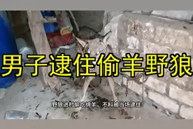 野狼进村偷吃绵羊，不料被当场逮住，那男子又会怎样处理它呢？视频封面