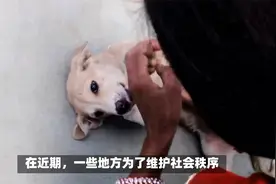 心狠手辣！多地暴力捕狗引争议 “人耍威”的病得治