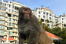 猴子现身通州、海淀，专家：多半为人工饲养，市民勿惊扰逗弄视频封面