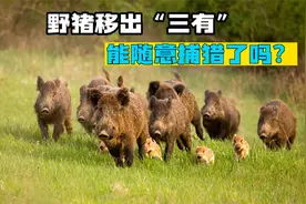 野猪在国内泛滥成灾，被移出“三有”保护名录，能随意捕猎了吗？