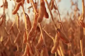 美国关税政策伤了谁？美国农产品中大豆玉米牛肉出口排名靠前视频封面