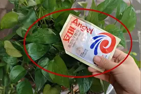 酵母粉加水养花真是厉害，叶片肥厚，绿意盎然，花卉蹭蹭疯长不停视频封面