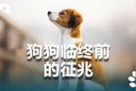 狗狗临终前的征兆，看完真的哭了！视频封面