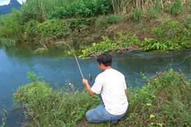 小伙在河里放钓鱼神器过夜，第二天连杆上60一斤的靓货，乐坏了视频封面