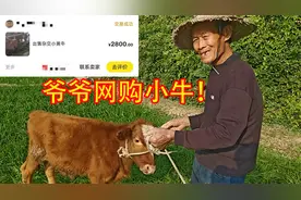爷爷花2800网上买的牛，你们感觉值吗？视频封面