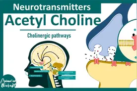 【中英文字幕】神经递质 ： 乙酰胆碱 大脑中的胆碱能通路