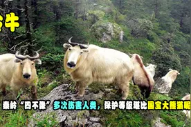 秦岭“四不像”局部泛滥，多次伤害人类，保护等级堪比国宝大熊猫视频封面