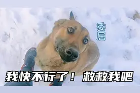奇怪了！零下十几度的天气，突然跑来一只流浪狗躺地上撒娇求收留视频封面