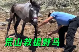 马儿被困荒山饿成皮包骨，幸亏小哥及时救援，救助过程一波三折