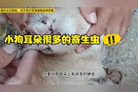小狗耳朵很多的寄生虫，在救助人员的帮助下全部拔完#救助#蜱虫
