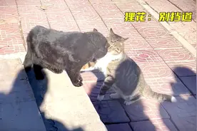 国产狸花猫不愧是战力天花板，两下就把英蓝猫按在地上摩擦 (2视频封面