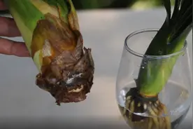 君子兰烂根也不要，扔教你一个小方法，让它快速爆发大白根视频封面