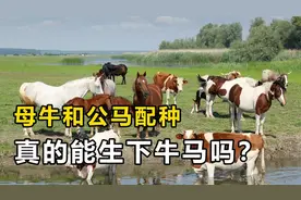 强行让母牛和公马杂交视频封面