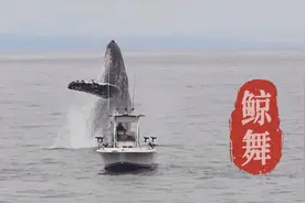 鲸的叫声听起来古老而神秘，静如处子，动如脱兔视频封面