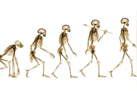 为什么人类没有尾巴？视频封面