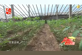 西红柿光长秧子不开花这是什么原因（2）视频封面