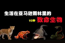 生活在亚马逊雨林里的10种致命生物，你见过10米长的大蟒蛇吗？视频封面