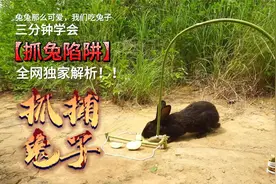 兔兔那么可爱，我们就来抓兔子：简单易学的捕兔陷阱视频封面