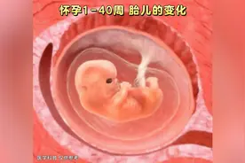 怀孕1-40周胎儿的变化，小生命就是这样一点点长大的，愿见者好孕视频封面