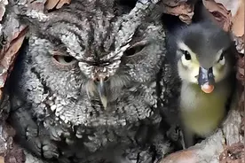 男人把老鹰蛋换成鸭蛋，在鸭子出壳后，老鹰的反应直接笑喷了视频封面