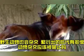 野生动物也会杂交，繁衍出的后代有多惨？动物杂交应该被禁止吗？视频封面