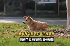 17岁的校犬黄主任去世，全校师生集体破防，如今去汪星球上大学了视频封面