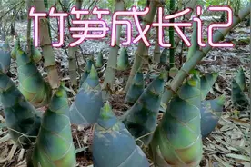 竹笋成长记 鲜嫩的大竹笋原来是这么种出来的 惊人的裂变效应视频封面