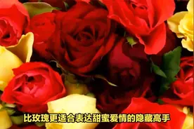 送女友花束别只会选玫瑰，这几个品种更惊艳