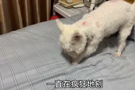 求助：狗子在床上疯狂地刨，来看看，有朋友知道是为什么吗？
