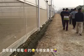 清远太平马岳村，本是来摘草莓，发生了什么空手而回？视频封面