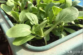 在阳台上种小白菜，用一个方法不需要重复买种子，可种多次视频封面