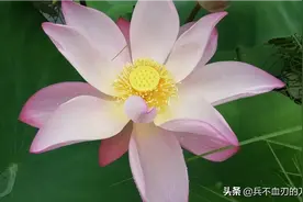 高贵的菏花，出淤泥而不染。图片