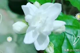 最肯忘却古人诗最不屑一顾是相思，守着爱怕人笑还怕人看清。

图片