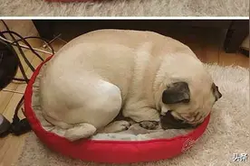窝被猫霸占之后的狗子们：一脸哀怨，然而并不敢反抗图片