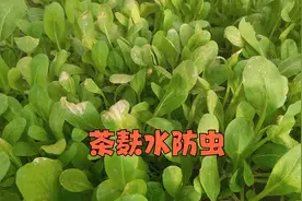 注意！茶麸水防虫，这样的浓度会烧叶！赶紧看看视频封面